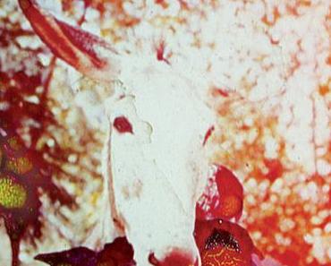 Jerusalem In My Heart : témoin culturel d’un nouveau village global