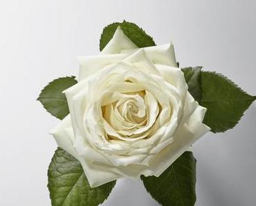 Haïku revient nous faire voyager