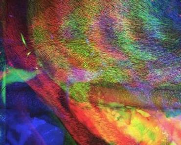MODERN RUIN – FRANK CARTER & THE RATTLESNAKES